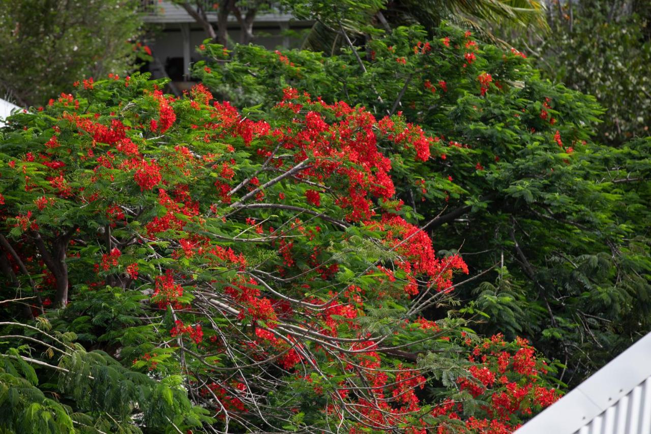 Apartmán Fraicheur Des Caraibes Marigot  Exteriér fotografie